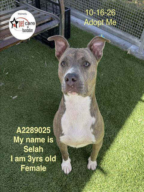 Shelter Stray Female Dog last seen , 1850 W 60th St, Los Angeles, CA 90047, USA