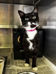 Shelter Stray Female Cat last seen , 1850 W 60th St, Los Angeles, CA 90047, USA