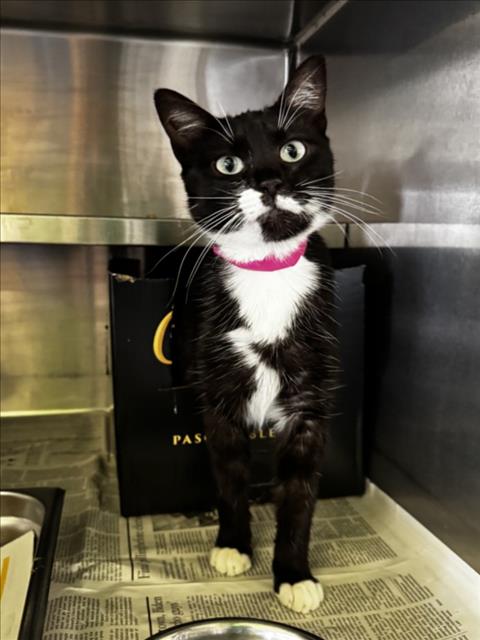 Shelter Stray Female Cat last seen , 1850 W 60th St, Los Angeles, CA 90047, USA