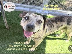 Shelter Stray Female Dog last seen , 1850 W 60th St, Los Angeles, CA 90047, USA