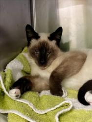 Shelter Stray Male Cat last seen , 1850 W 60th St, Los Angeles, CA 90047, USA