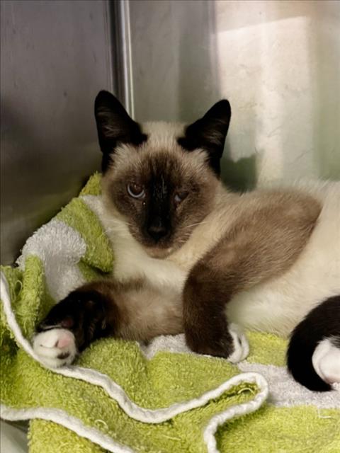 Shelter Stray Male Cat last seen , 1850 W 60th St, Los Angeles, CA 90047, USA
