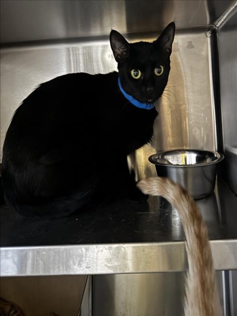Shelter Stray Female Cat last seen , 1850 W 60th St, Los Angeles, CA 90047, USA