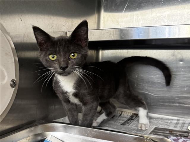 Shelter Stray Male Cat last seen , 1850 W 60th St, Los Angeles, CA 90047, USA