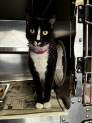 Shelter Stray Female Cat last seen , 1850 W 60th St, Los Angeles, CA 90047, USA