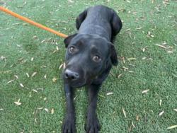 Shelter Stray Female Dog last seen , 1850 W 60th St, Los Angeles, CA 90047, USA