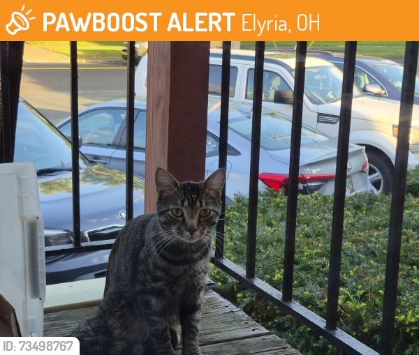 Found/Stray Unknown Cat last seen Washington, Harrison, Elyria, OH 44035