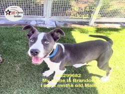 Shelter Stray Male Dog last seen , 1850 W 60th St, Los Angeles, CA 90047, USA
