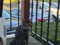 Found/Stray Unknown Cat last seen Washington, Harrison, Elyria, OH 44035