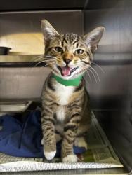 Shelter Stray Male Cat last seen , 1850 W 60th St, Los Angeles, CA 90047, USA