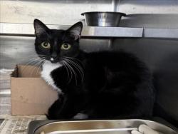 Shelter Stray Female Cat last seen , 1850 W 60th St, Los Angeles, CA 90047, USA