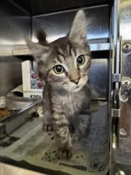 Shelter Stray Male Cat last seen , 1850 W 60th St, Los Angeles, CA 90047, USA