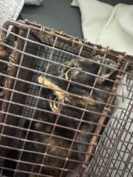 Shelter Stray Unknown Cat last seen , 1850 W 60th St, Los Angeles, CA 90047, USA