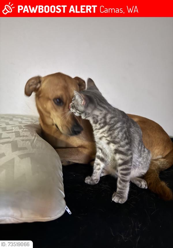 Lost Unknown Dog last seen Nw 14th ave. Camas, Camas, WA 98607