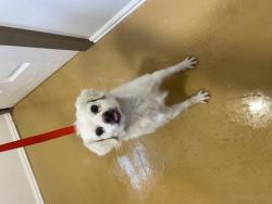 Shelter Stray Male Dog last seen LASSEN AVE X ESPERANZA ST, 333 Chandler Pl, San Bernardino, CA 92408, USA