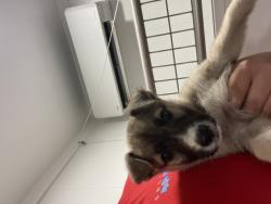 Shelter Stray Female Dog last seen N E ST & W 5TH ST, SAN BERNARDINO, CA, 92401, USA, 333 Chandler Pl, San Bernardino, CA 92408, USA