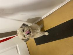 Shelter Stray Male Dog last seen , 333 Chandler Pl, San Bernardino, CA 92408, USA