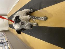 Shelter Stray Female Dog last seen FAIRWAY DR X AWARD DR, 333 Chandler Pl, San Bernardino, CA 92408, USA