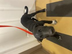 Shelter Stray Male Dog last seen FAIRWAY DR X AWARD DR, 333 Chandler Pl, San Bernardino, CA 92408, USA