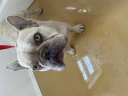 Shelter Stray Male Dog last seen VALENCIA ST X 40TH ST, 333 Chandler Pl, San Bernardino, CA 92408, USA