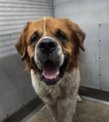 Shelter Stray Female Dog last seen Near BLOCK REDMAPLE, 333 Chandler Pl, San Bernardino, CA 92408, USA