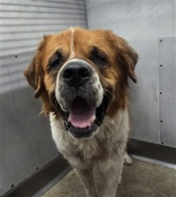 Shelter Stray Female Dog last seen Near BLOCK REDMAPLE, 333 Chandler Pl, San Bernardino, CA 92408, USA