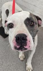 Shelter Stray Female Dog last seen OLEANDER X VALLEY, 333 Chandler Pl, San Bernardino, CA 92408, USA