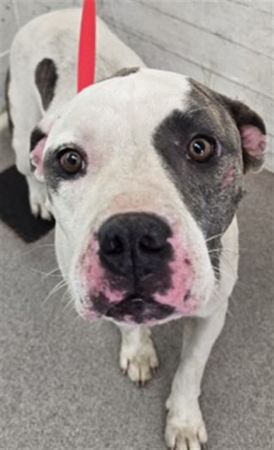 Shelter Stray Female Dog last seen OLEANDER X VALLEY, 333 Chandler Pl, San Bernardino, CA 92408, USA