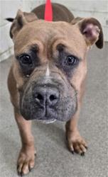 Shelter Stray Female Dog last seen N SYCAMORE AVENUE , 333 Chandler Pl, San Bernardino, CA 92408, USA