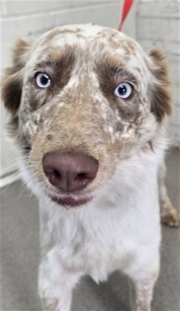 Shelter Stray Female Dog last seen Near BLOCK W. D ST., 333 Chandler Pl, San Bernardino, CA 92408, USA