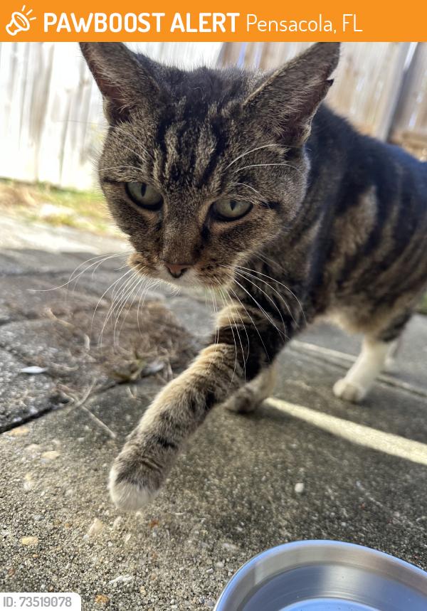 Found/Stray Female Cat last seen On N de villiers st, Pensacola, FL 32502