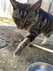 Found/Stray Female Cat last seen On N de villiers st, Pensacola, FL 32502