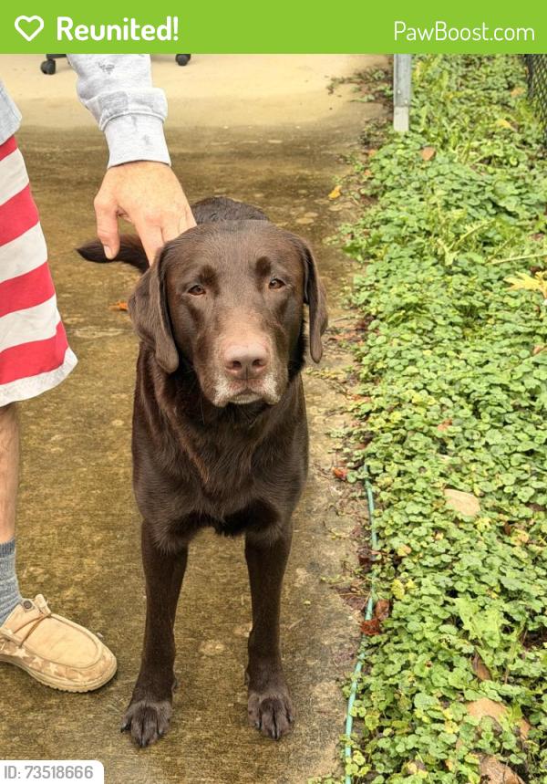 Reunited Male Dog last seen Property across Lyons chapel in our front yard, Elizabethton, TN 37643