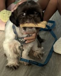 Lost Male Dog last seen City Rose Court mailboxes, Houston, TX 77047