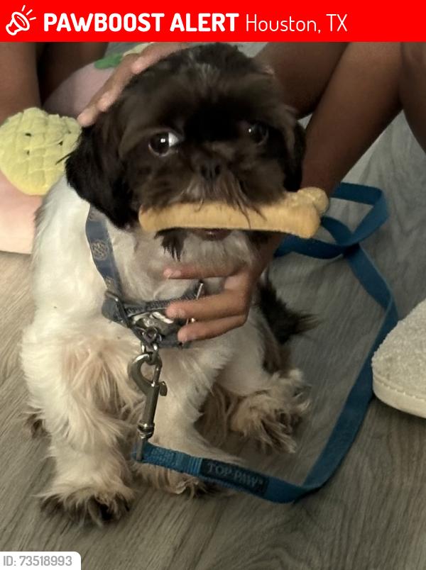 Lost Male Dog last seen City Rose Court mailboxes, Houston, TX 77047