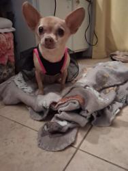 Reunited Female Dog last seen County Rd 3847, County Rd 3815 & 3816, Wills Point, TX 75169