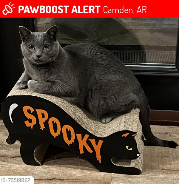 Lost Male Cat last seen Edgemere St, Camden, AR 71701