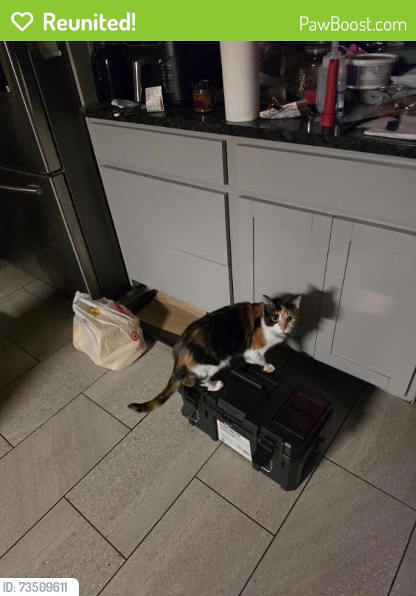 Reunited Female Cat last seen W.85th - W.89th detroit lake Ave area, Cleveland, OH 44102