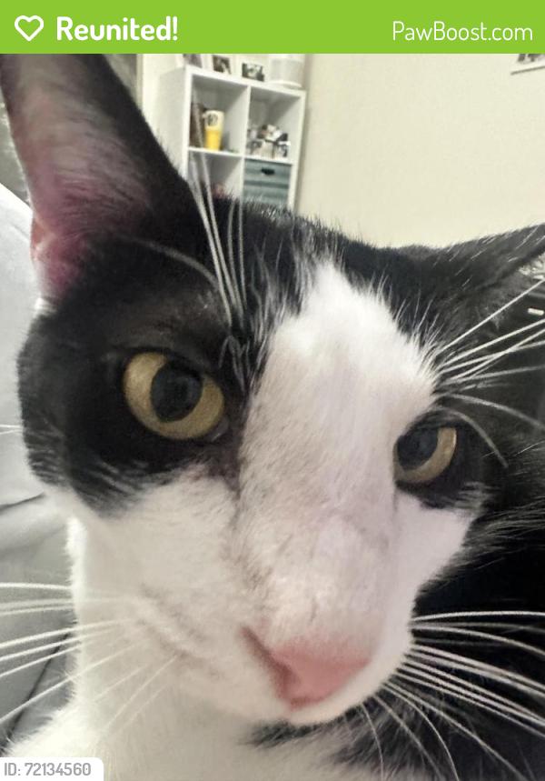 Reunited Male Cat last seen Rosser, Port St. Lucie, FL 34953