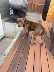Reunited Male Dog last seen Esso, Calgary, AB T3K 2Y2