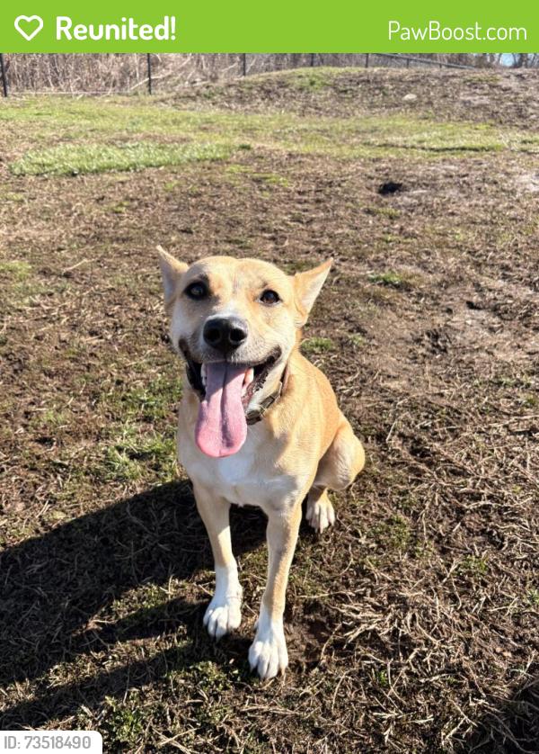 Reunited Female Dog last seen Crimmins and Dickinson, Darien, CT 06820