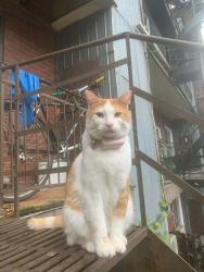 Reunited Male Cat last seen aylwin/ lafontaine, Montréal, QC H1W 3B9