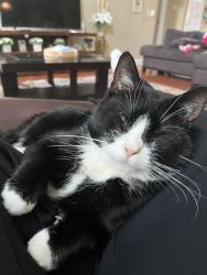 Lost Female Cat last seen Near elan hall rd, Cary, NC 27519