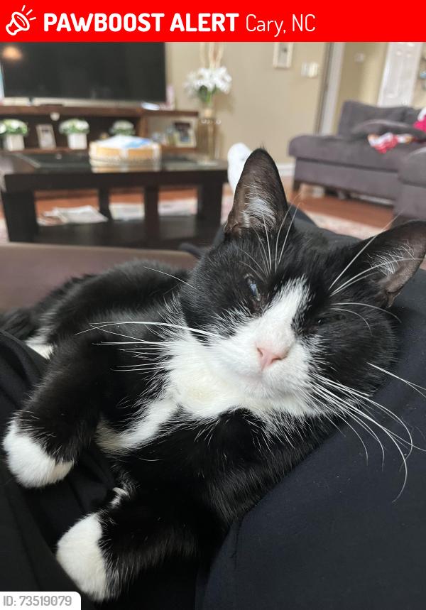 Lost Female Cat last seen Near elan hall rd, Cary, NC 27519