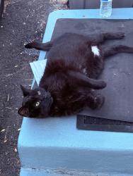Found/Stray Female Cat last seen Seen around Nelson St and Norman St, Clifton, NJ 07013