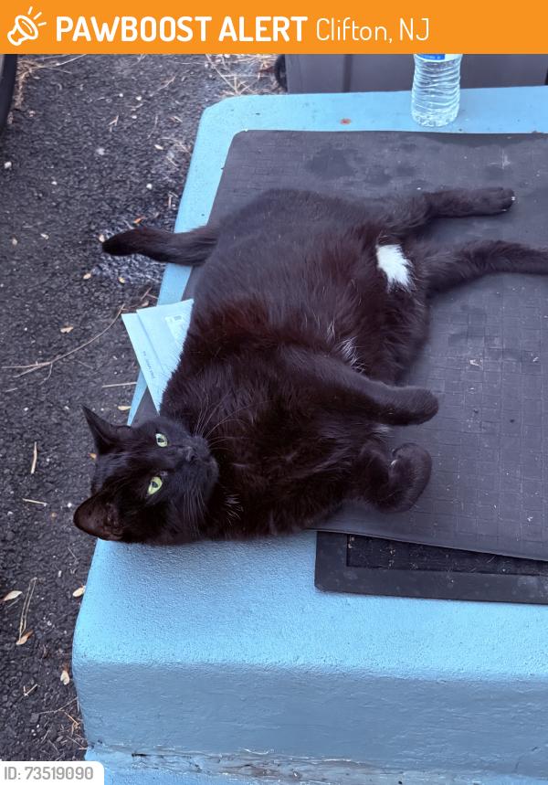 Found/Stray Female Cat last seen Seen around Nelson St and Norman St, Clifton, NJ 07013