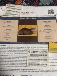 Lost Male Cat last seen Geranium Lane, Sanford, FL 32771