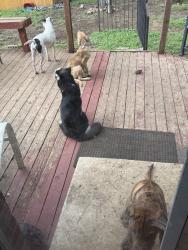 Lost Male Dog last seen Auburn hills, San Antonio, TX 78233
