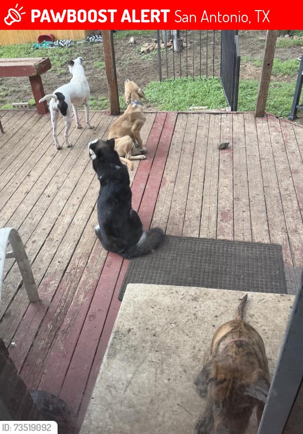 Lost Male Dog last seen Auburn hills, San Antonio, TX 78233