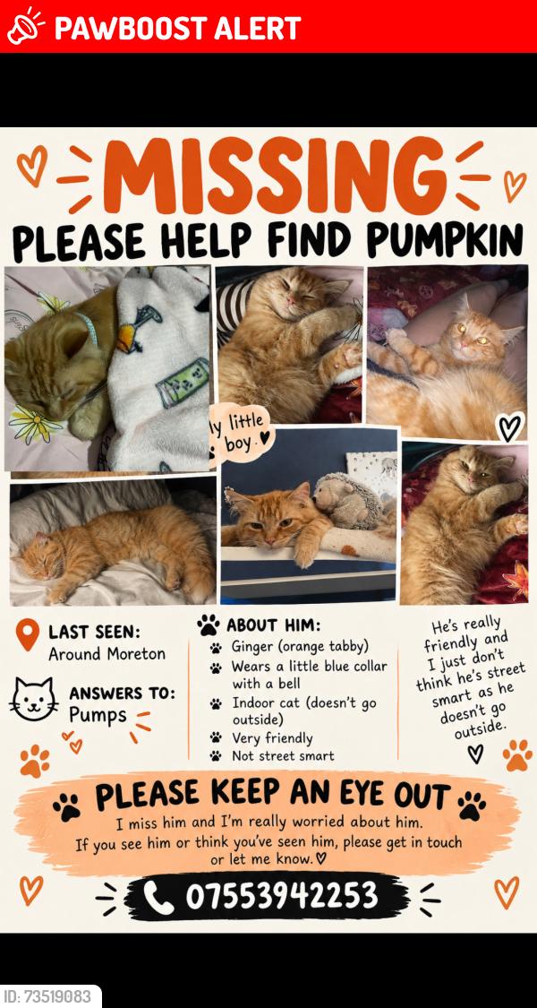 Lost Male Cat last seen Pasture crescent, Moreton, England CH46 8SU